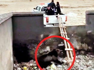 藏马熊奇迹生还，被困厕所粪池的惊险获救记