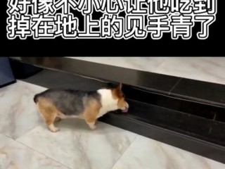 见手青中毒，一次误食引发的生命警醒