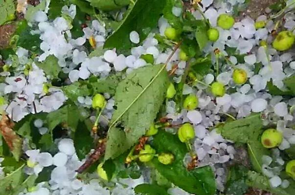 冰雹突袭大连,樱桃果农的20万之痛 冰雹突袭大连,樱桃果农的20万之痛